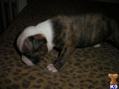 American Bulldog Puppies for Sale